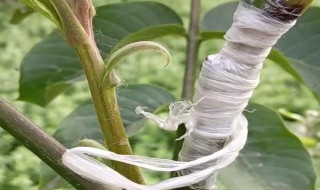 嫁接方法和技术要点 有什么嫁接方法和技术要点