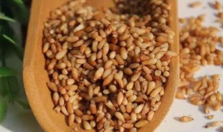 柏子仁的功效与作用 柏子仁的功效与作用有哪些