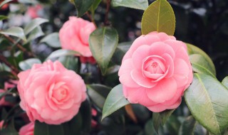 山茶花语 山茶的简介