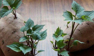 家里红薯发芽了怎么办 红薯发芽如何处理