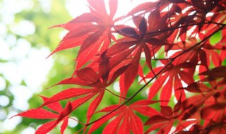 红枫家庭种植注意事项 红枫家庭种植注意事项有哪些