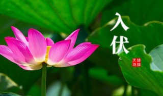 三伏天从什么时候开始算 夏天的三伏天是哪几天