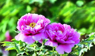 洛阳牡丹节2021什么时候开放 洛阳牡丹节谁是主办方