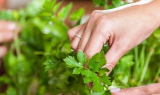 欧芹香料正确使用方法 欧芹香料怎么使用
