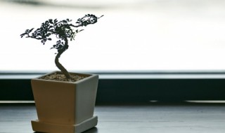 盆栽植物松土技巧 盆栽松土的方法