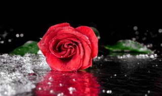 玫瑰花盆栽怎么养（玫瑰花盆栽怎么养护和管理）