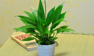 一帆风顺花叶子下垂怎么办 如何解决一帆风顺花叶子下垂
