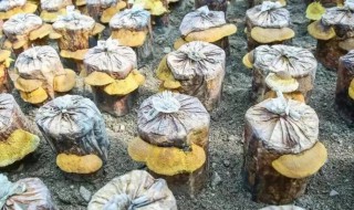 桑黄种植方法简单 桑黄的种植方法