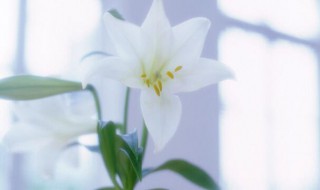 百合花怎么水养 百合花插在水里怎么养
