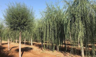 槐树移栽最佳方法 槐树怎么移栽