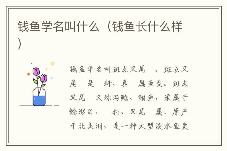 钱鱼学名叫什么（钱鱼长什么样）