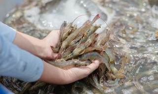 基围虾蒸多长时间最合适 多久能把基围虾蒸熟