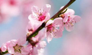 卧室摆什么植物旺桃花 卧室摆放什么植物旺桃花