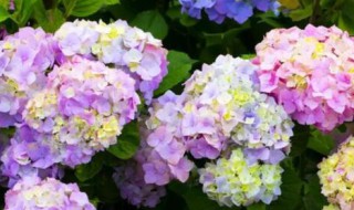 绣球开花适合种室内吗（绣球花适合种在室内吗）