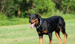 罗威纳犬自制狗粮 如何喂食自制罗威纳犬狗粮