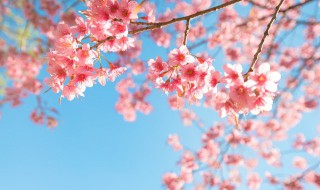 樱花什么时候开花季节 樱花开花季节介绍