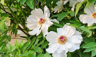 白芍的种植方法（白芍的种植方法和用量）