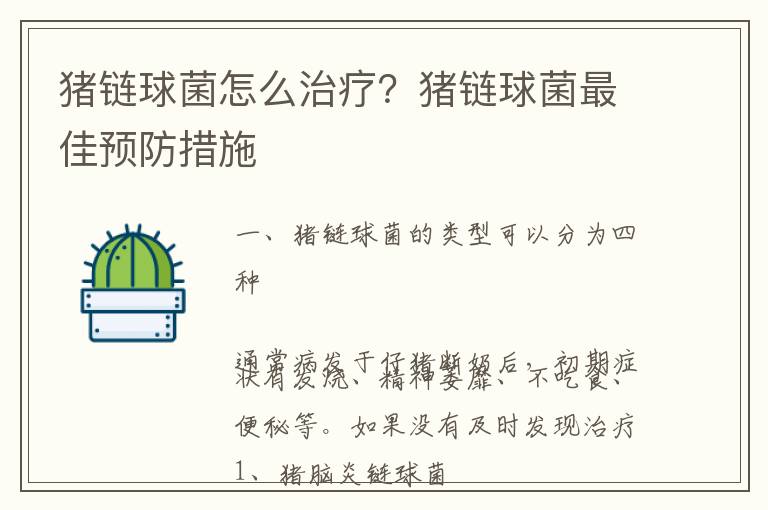 猪链球菌怎么治疗？猪链球菌最佳预防措施