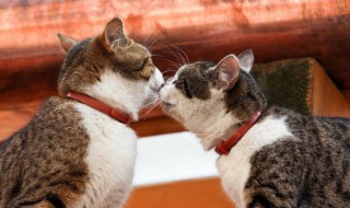猫咪感冒了怎么办，猫咪感冒了怎么办会自愈吗