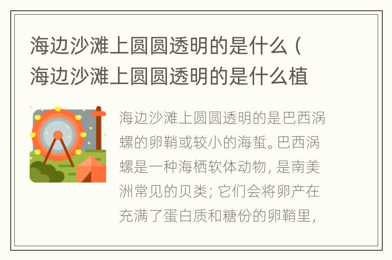 海边沙滩上圆圆透明的是什么（海边沙滩上圆圆透明的是什么植物）