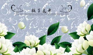 栀子花的花语是什么 栀子花的花语解释