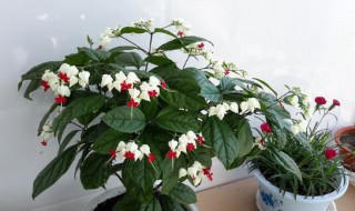 花期长的木本花卉有哪些 花期长的花卉介绍