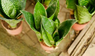 虎皮兰的种植方法介绍 虎皮兰种植方法详解