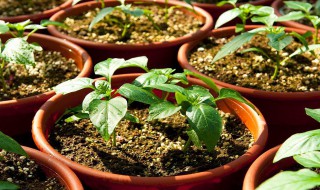阳台适合种植什么样的菜 阳台适合种植的菜有什么