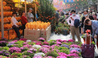 春节摆什么盆景在家招财 春节摆什么盆景在家招财运