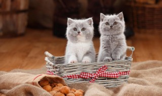 猫咪洗澡的最佳方法 给猫咪洗澡的方法