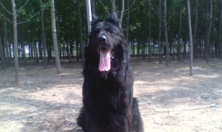 黑熊犬的养殖方法和注意事项 养殖黑熊犬的方法和注意事项