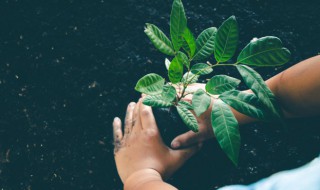 千年木浇水的正确方法 如何正确给千年木浇水