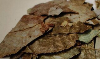 仙灵脾功效与作用 仙灵脾功效与作用有哪些