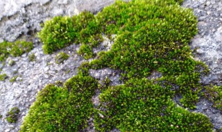 水泥地青苔去除小妙招 水泥地青苔怎么去除