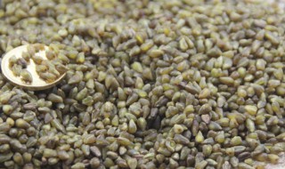 苦荞米煮粥方法 苦荞米粥的烹饪方法