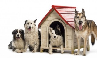 鹿犬怎么养（鹿犬怎么养好）