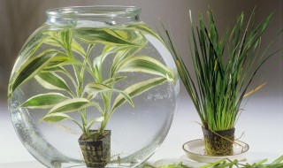 剑兰种球种植方法 剑兰种球种植方法和时间