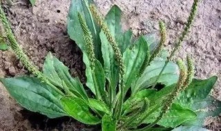 车前草和玉米须煮水喝需要多少克 车前草和玉米须煮水放多少合适