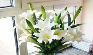 养百合花的养殖方法 养百合花的养殖方法介绍