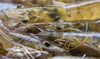 淡水虾怎么养殖 淡水虾如何养殖
