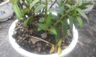 铁皮石斛家庭种植方法（铁皮石斛怎样种植技术）