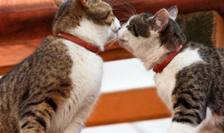 猫牙掉了怎么办（猫猫掉牙怎么办）