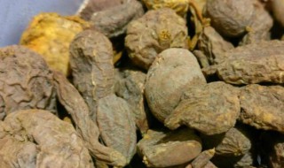 鹅苦胆的功效与作用 鹅苦胆有什么功效与作用