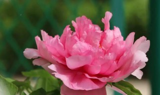 洛阳牡丹开花时间 洛阳牡丹开花时间介绍