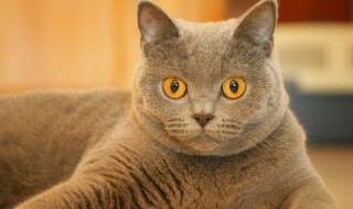 猫藓怎么治疗（人感染猫藓怎么治疗）
