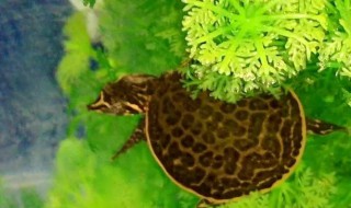 珍珠鳖怎么养 珍珠鳖怎么养家养