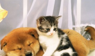 猫毛过敏怎么办 皮肤对猫毛过敏怎么办