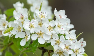 白樱花和梨花的区别 白樱花和梨花有哪些区别