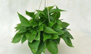 植物绿萝怎么养殖 植物绿萝如何养殖