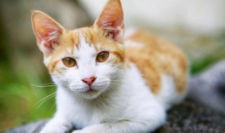 猫咪发抖是怎么回事（冬天猫咪发抖是怎么回事）